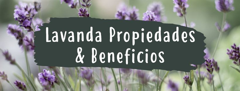 Alfazema: Propriedades E Benefícios