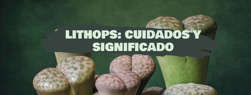Lithops: O Que São e Como Cuidá-los