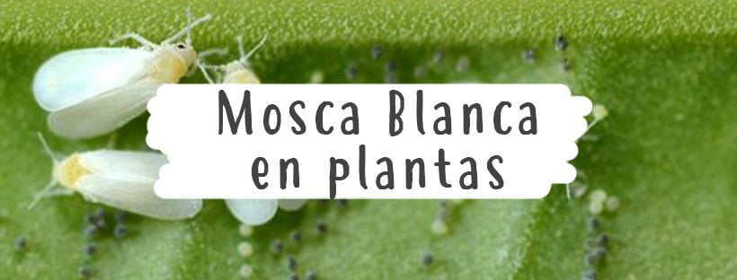 Mosca Branca Em Plantas (Como Combater a Praga)