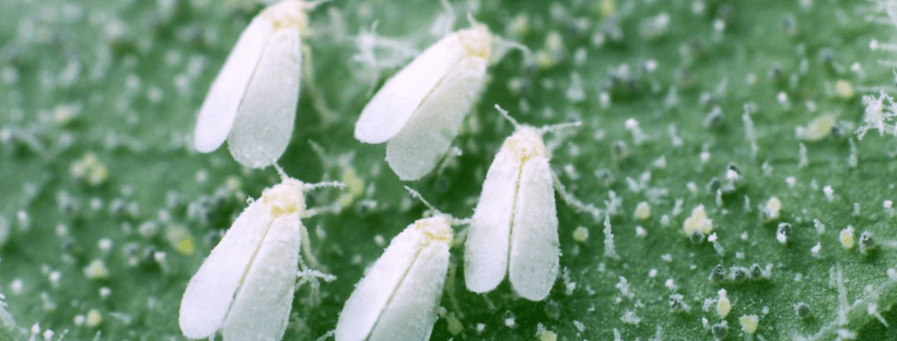 Mosca Branca Inseticida Caseiro (Descubra Como)