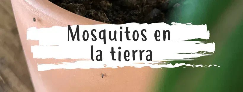 Mosquitos Nas Plantas: Como Eliminá-los?
