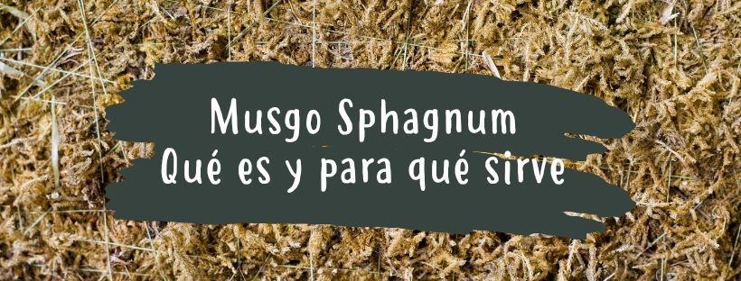 Musgo Sphagnum: O Que É E Para Que Serve