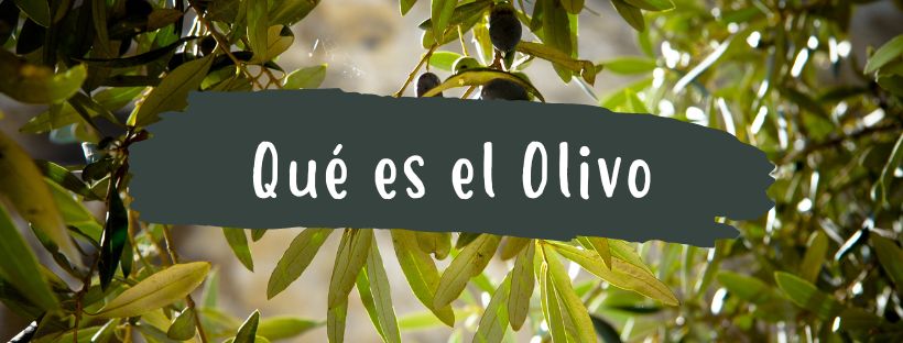 Oliveira: O Que É E Quais São As Suas Partes