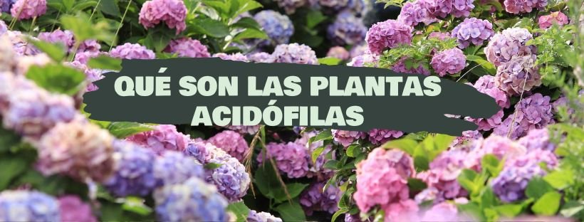 Plantas Acidófilas: O Que São, Exemplos e Cuidados