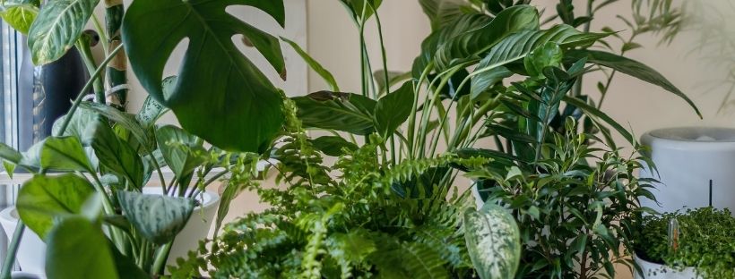 Plantas De Interior Que Requerem Pouca Luz