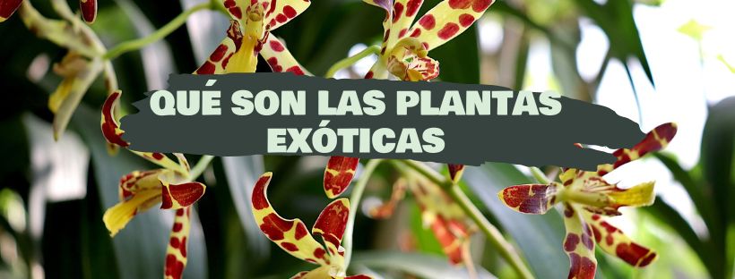 Plantas Exóticas: O Que São, Exemplos E Cuidados