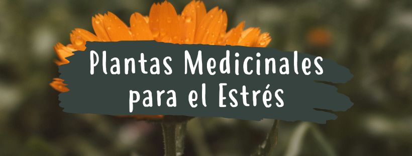 Plantas Medicinais Para O Stress