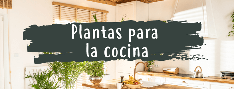 Plantas Para a Cozinha, Quais São As Melhores?