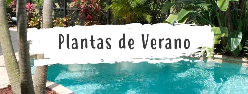 Plantas Perfeitas Para O Verão