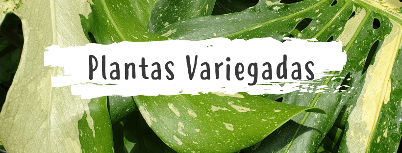 Plantas Variadas: Dicas E Cuidados