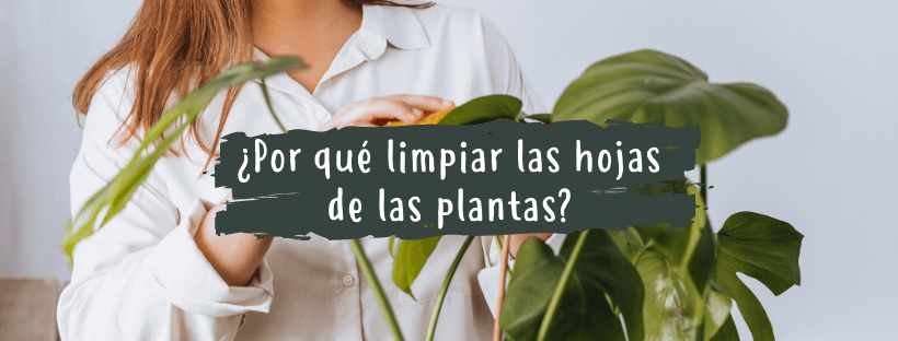 Por Que Devo Limpar as Folhas das Minhas Plantas?