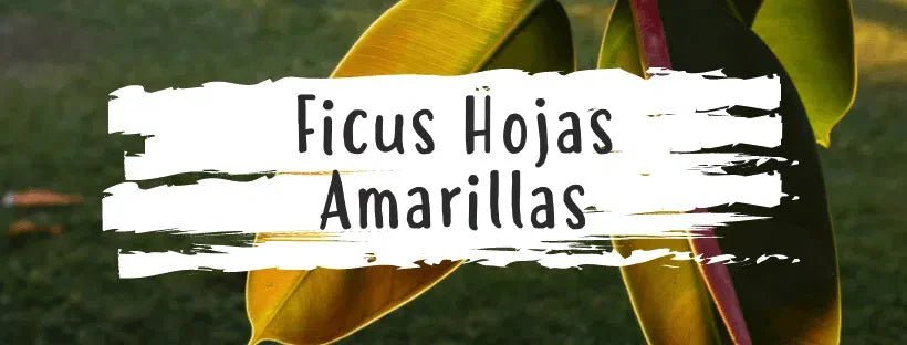 Porque é que as folhas da Ficus ficam amarelas?