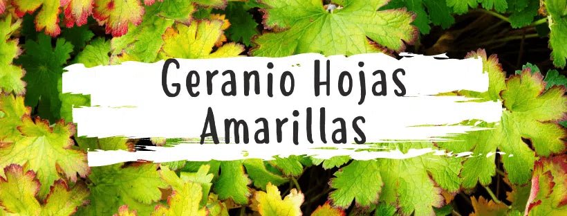 Porque é que as folhas dos gerânios ficam amarelas?