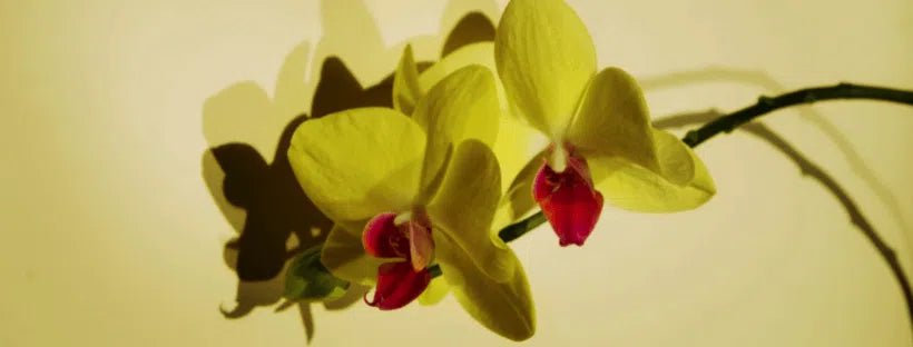 Porque É Que As Folhas Ficam Amarelas Nas Orquídeas?