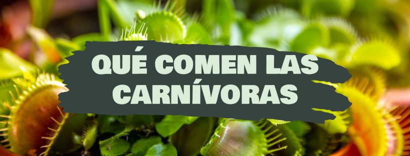 O Que Comem As Plantas Carnívoras