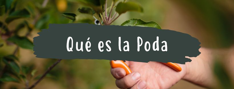 O Que É a Poda e Que Vantagens Apresenta