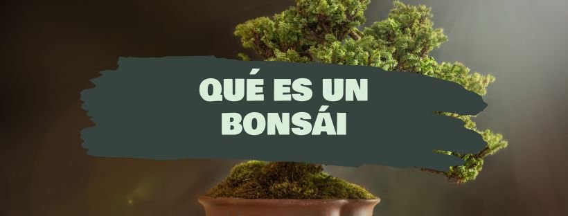 O que é um Bonsai e para que serve
