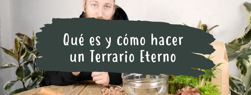 O que é e como fazer um terrário eterno