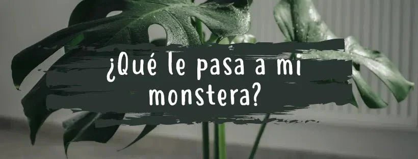 O Que Se Passa Com A Minha Monstera? Doenças Comuns