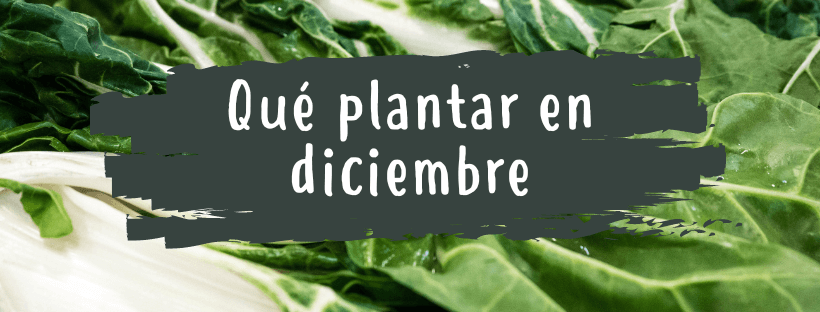 O Que Plantar Em Dezembro