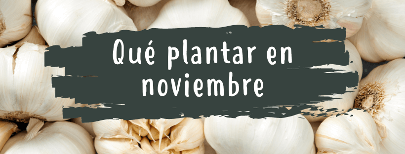 O que plantar em novembro