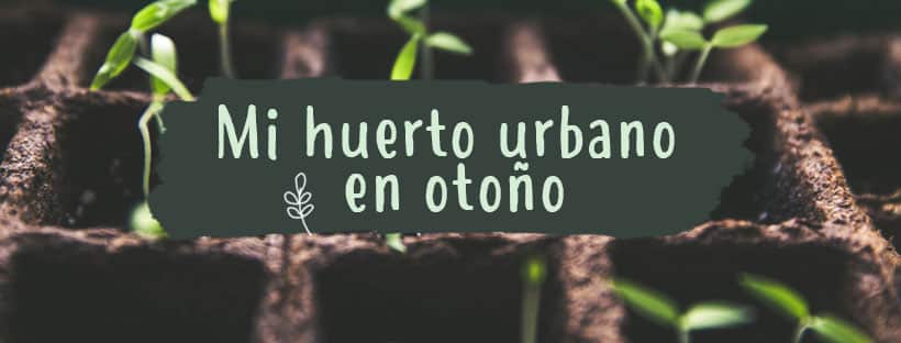 O Que Plantar Este Outono Na Minha Horta Urbana