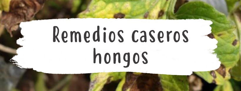 Remédios Caseiros Para Plantas Com Fungos