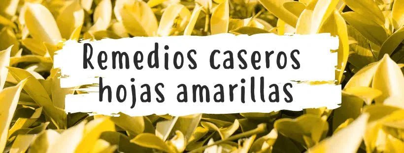Remédios Caseiros Para Plantas Com Folhas Amarelas