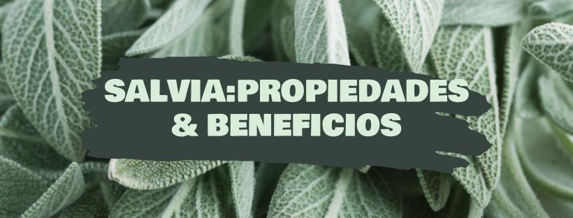 Salva: Propriedades e Benefícios