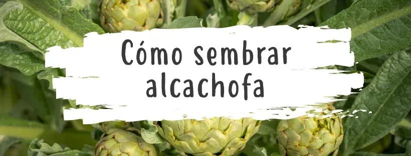 Sementes De Alcachofra: Tudo O Que Precisa De Saber