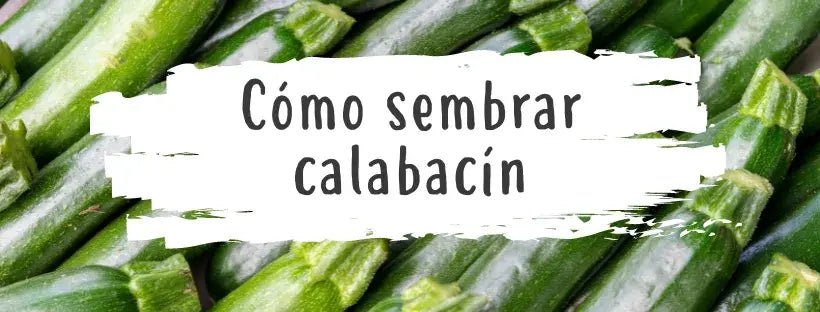 Sementes De Curgete: Tudo O Que Precisa De Saber