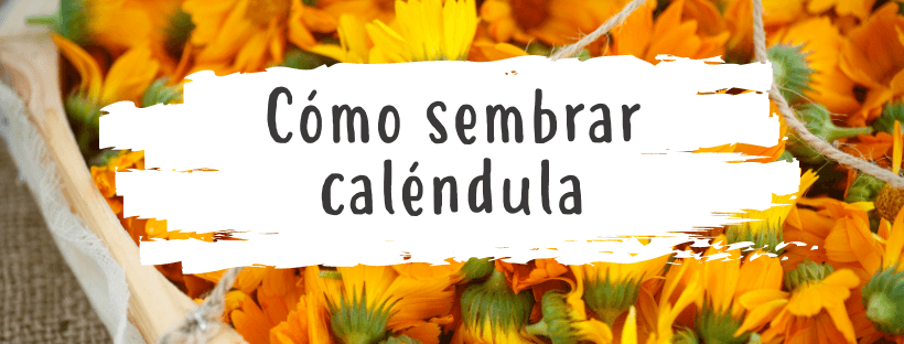Sementes de Calêndula: Tudo O Que Precisa de Saber