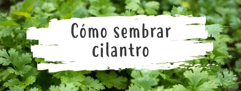 Sementes de Coentros: Tudo o Que Precisa de Saber