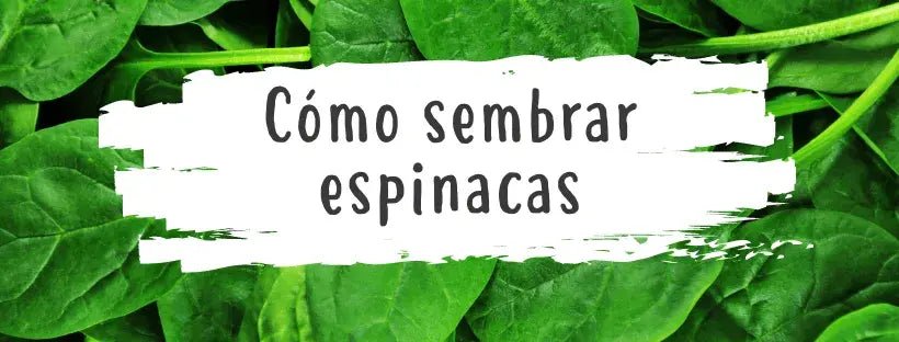 Sementes De Espinafres: Tudo O Que Precisa De Saber