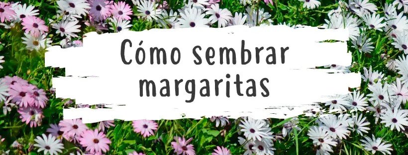 Sementes de Margarida: Tudo o que Precisa de Saber
