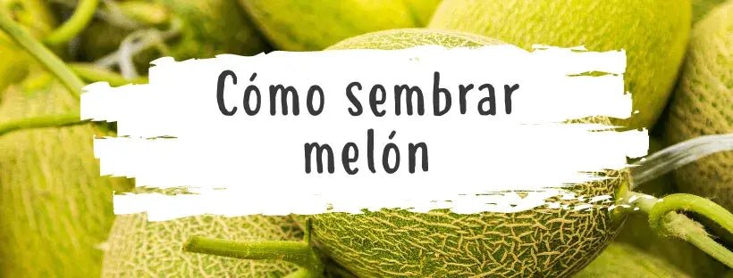 Sementes De Melão: Tudo O Que Precisa De Saber