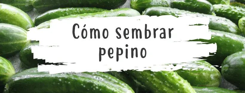 Sementes de Pepino: Tudo o que Precisa de Saber