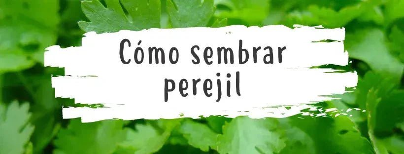 Sementes de Salsa: Tudo o Que Precisa de Saber