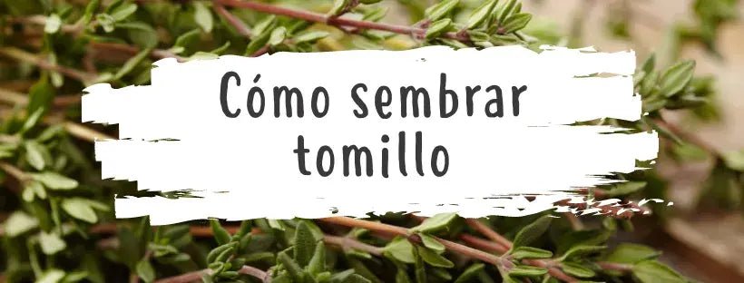 Sementes de Tomilho: Tudo O Que Precisa de Saber