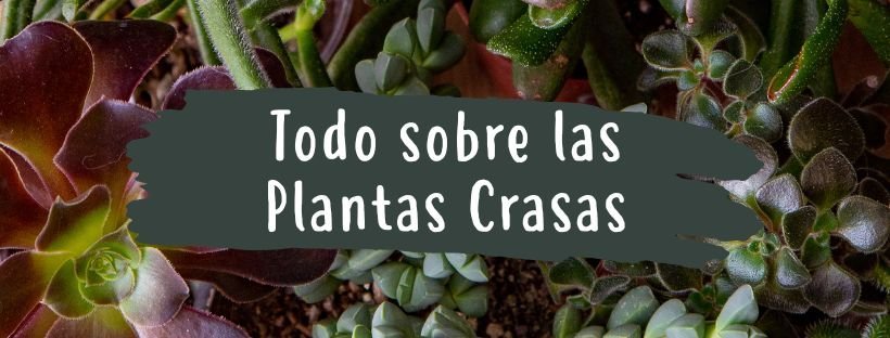 Tudo Sobre Plantas Suculentas