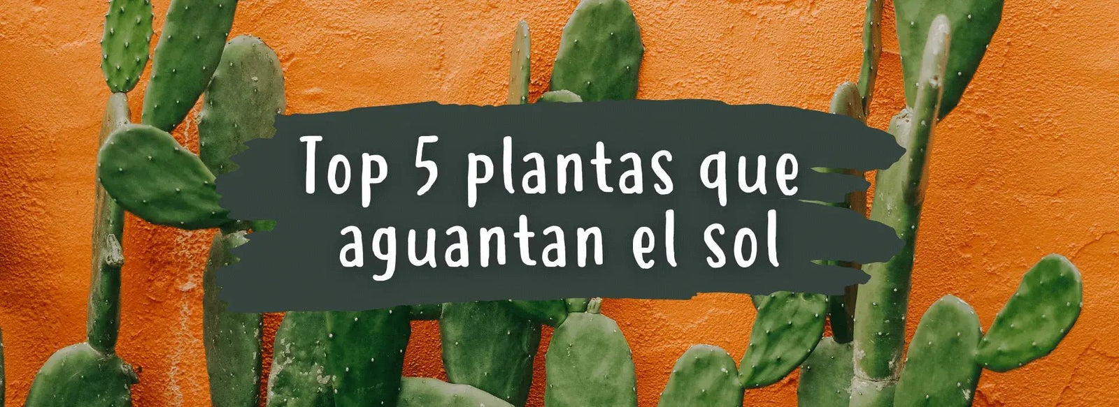 As 5 Melhores Plantas Resistentes ao Sol