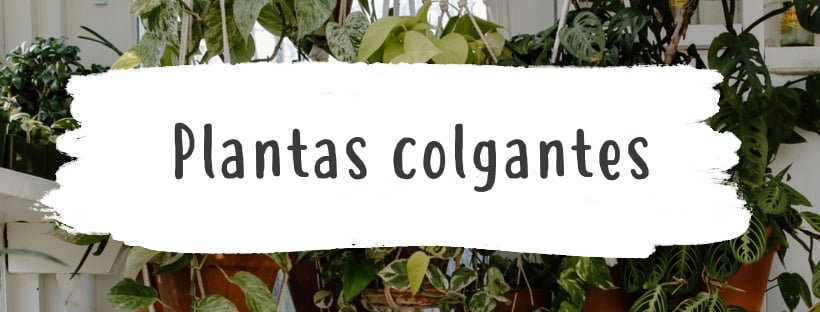 As Melhores Plantas de Interior Penduradas Para Decorar