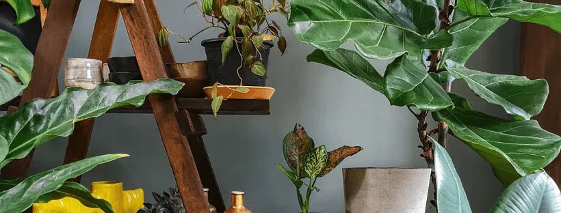Melhores Plantas Fáceis De Cuidar