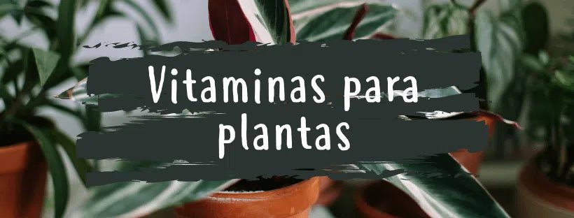 Vitaminas Para Plantas: De Quais Precisam?