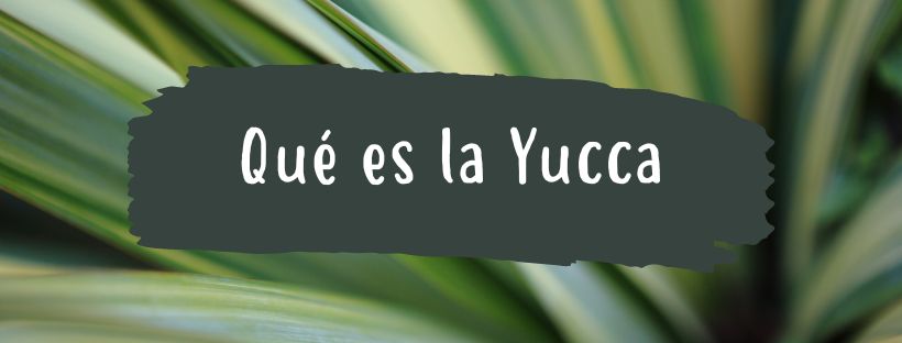 Mandioca: Propriedades e Benefícios