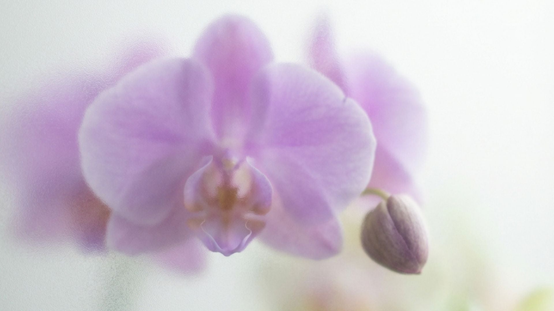 Flores para el Día de la Madre - Pur Plant