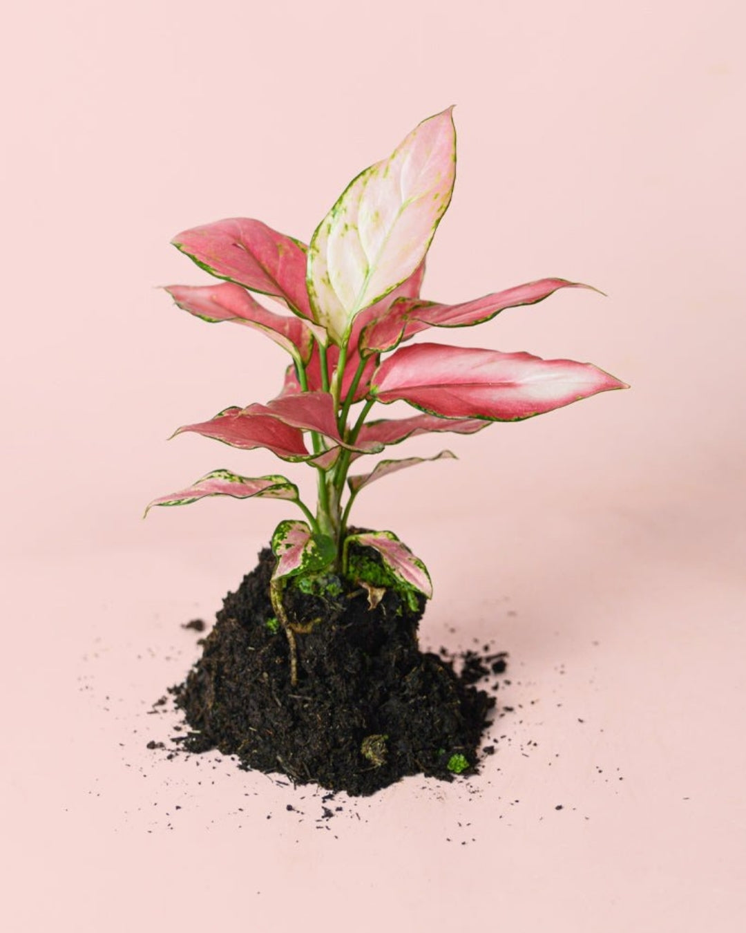 Aglaonema Rosa M