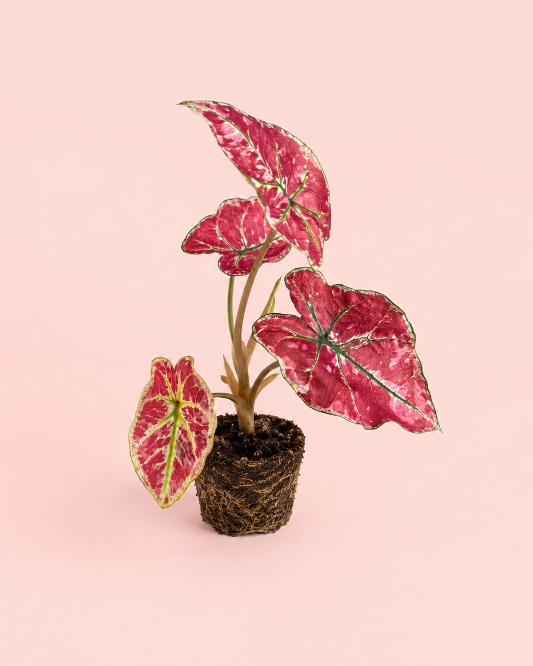Caladium Kelly Mini