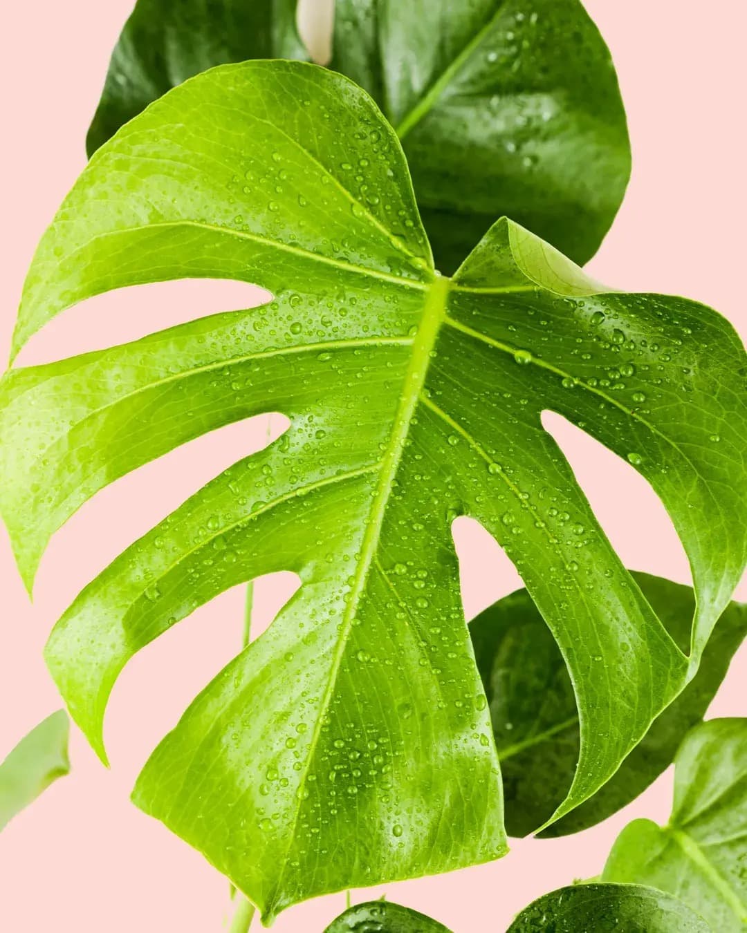 2x Monstera Deliciosa M - Pur Plant