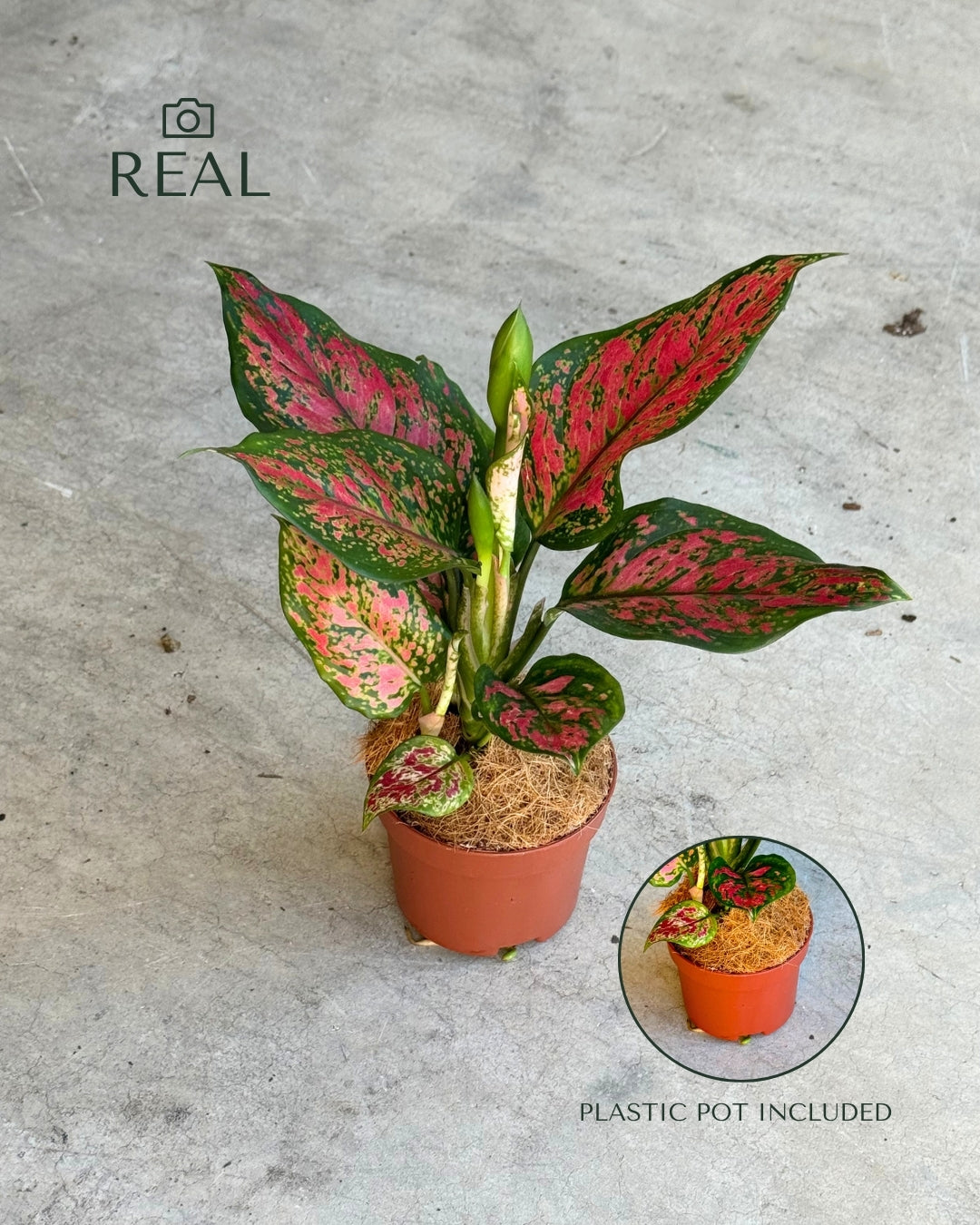 Aglaonema Rosa M